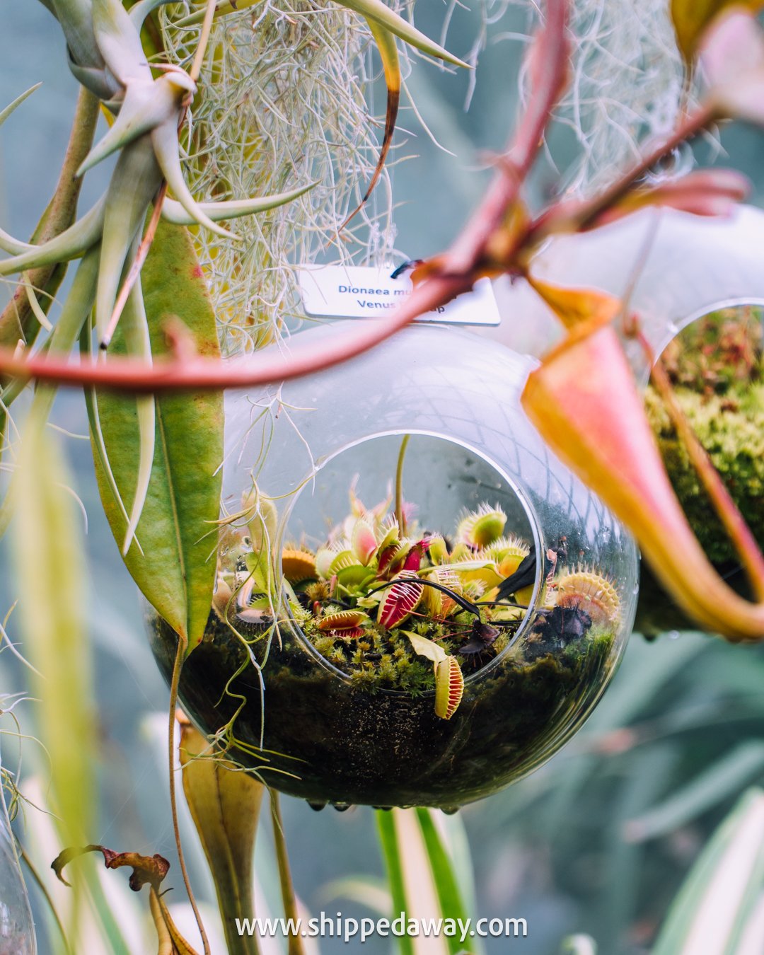 Carnivorous plants in Gardens by the Bay's Cloud Forest in Singapore