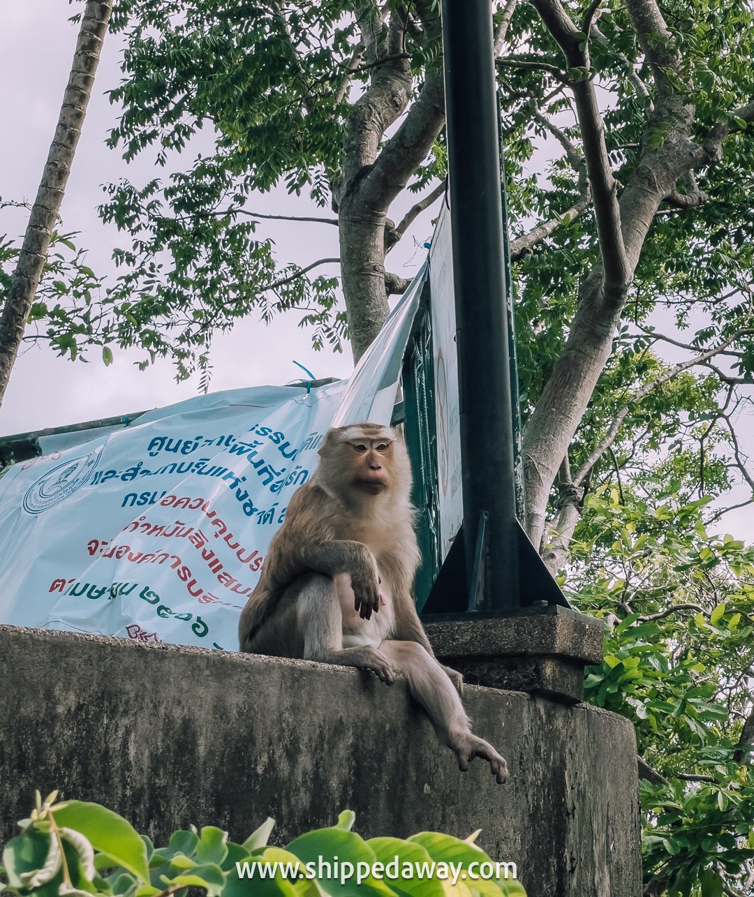 Best Viewpoints in Phuket Thailand, Khao Rang Viewpoint Phuket, Monkeys sitting