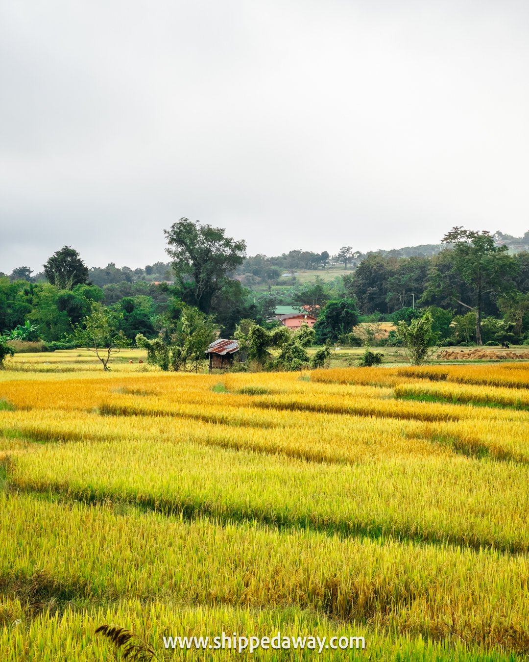 top things to do in Chiang Mai, Chiang Mai attractions - visiting Pai from Chiang Mai - Pai day trips - golden rice fields in Pai, Thailand