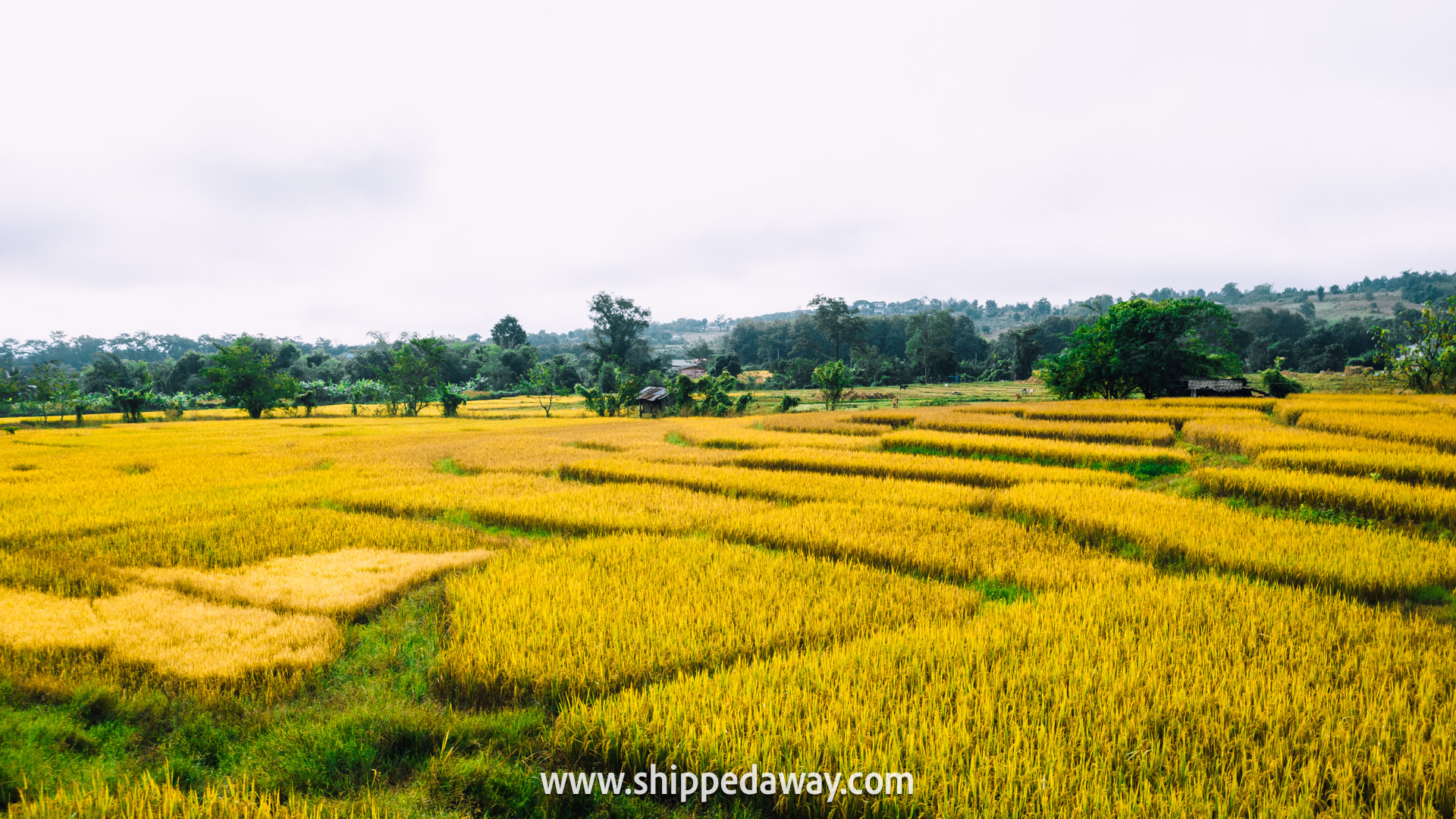 pai thailand, things to do in pai, pai travel guide, best time to visit pai, pai rice fields, thailand rice fields
