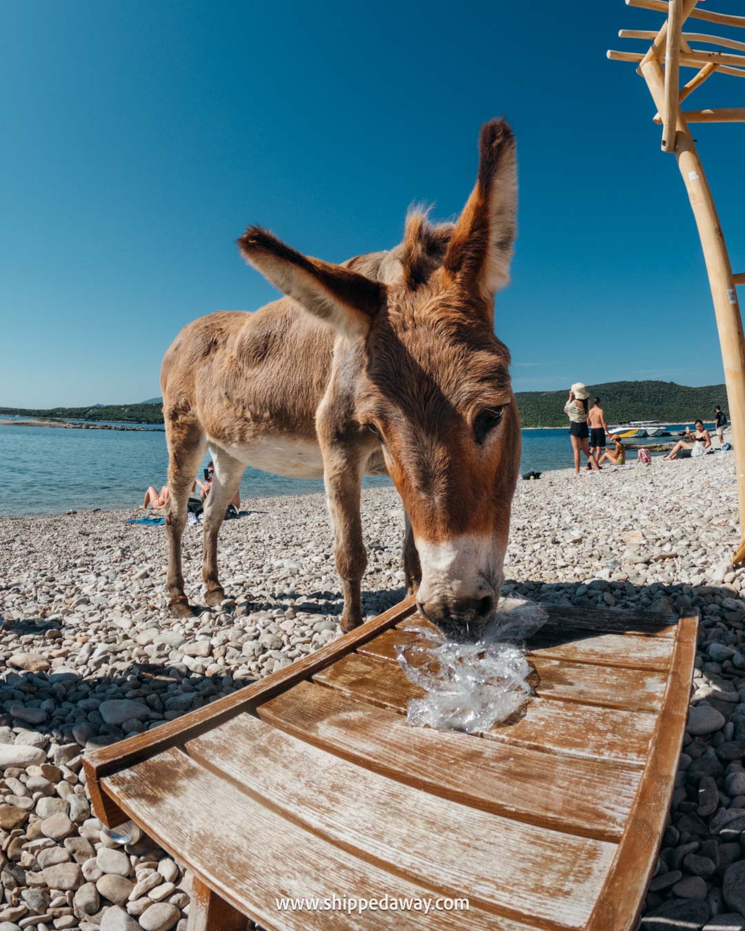 donkey on the beach of Blue Lagoon in Croatia