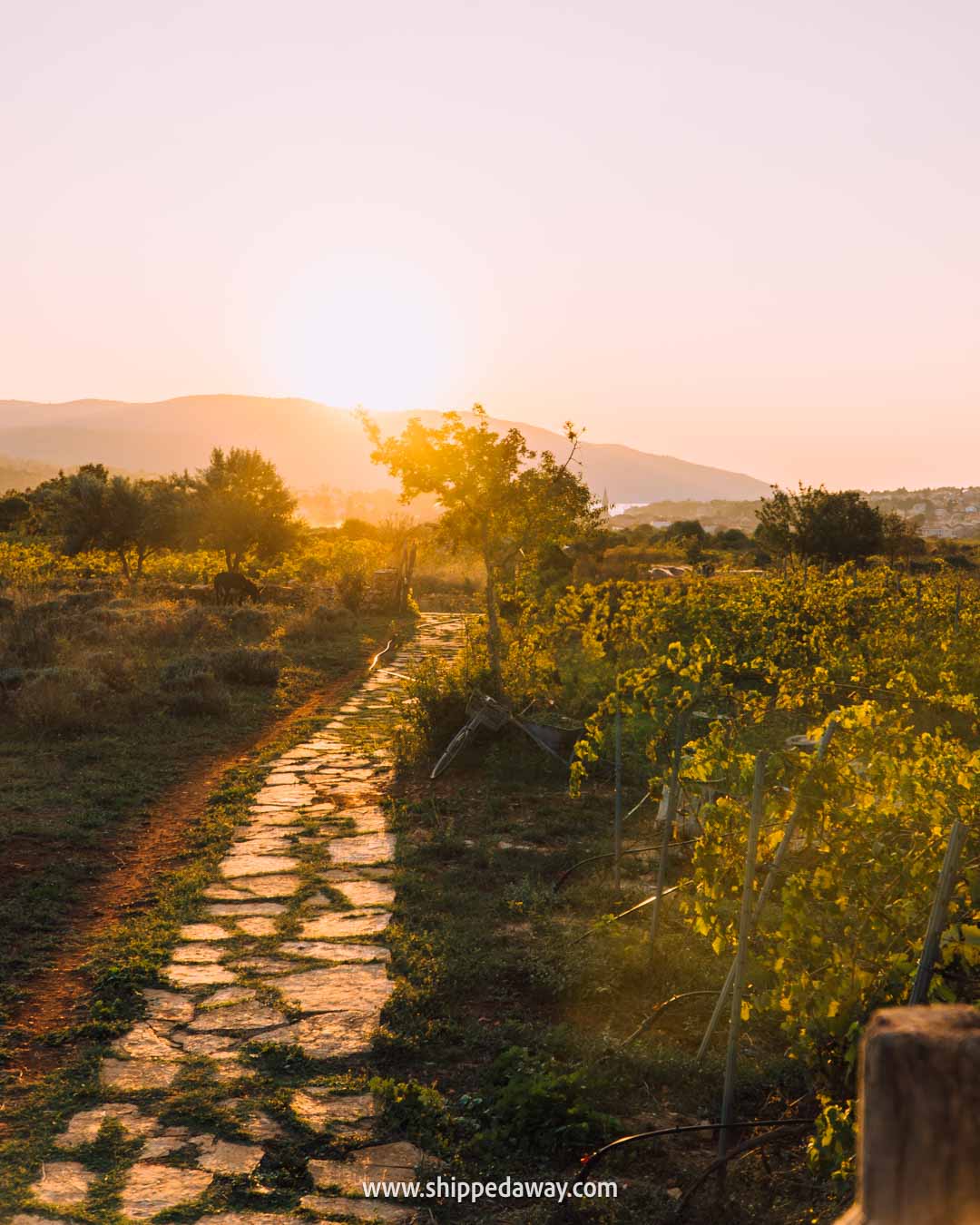 Must-do things in Hvar, Croatia - Wine tasting in vineyards