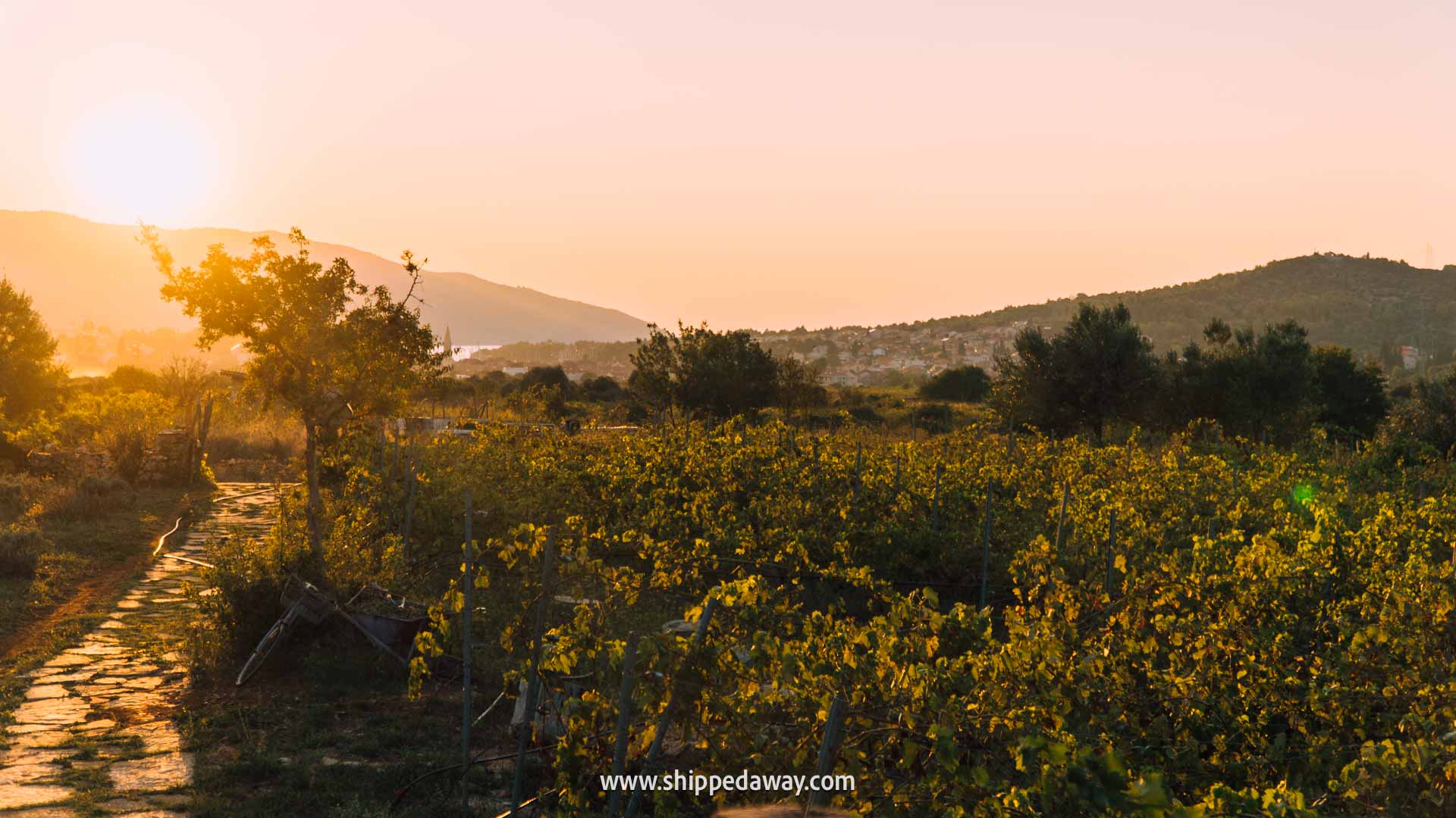 Must-do things in Hvar, Croatia - Wine tasting and dinner in vineyards