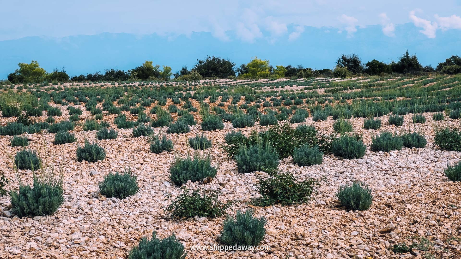 Must-do things in Hvar, Croatia - Lavender farm