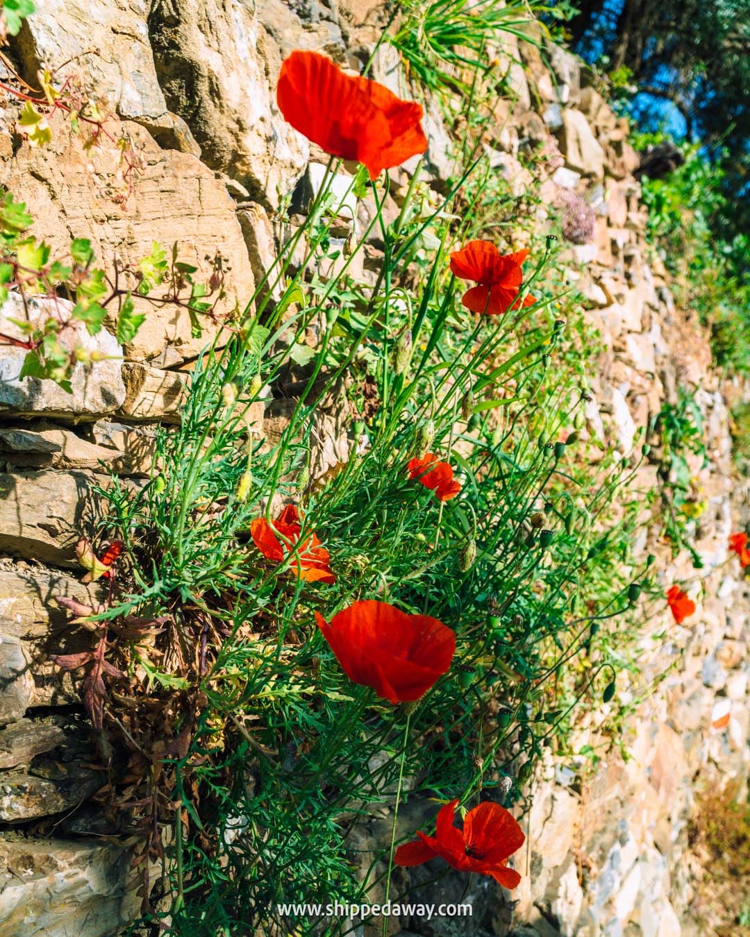 flowers on the path in Cinque Terre - Vernazza to Corniglia hike - hiking in Cinque Terre