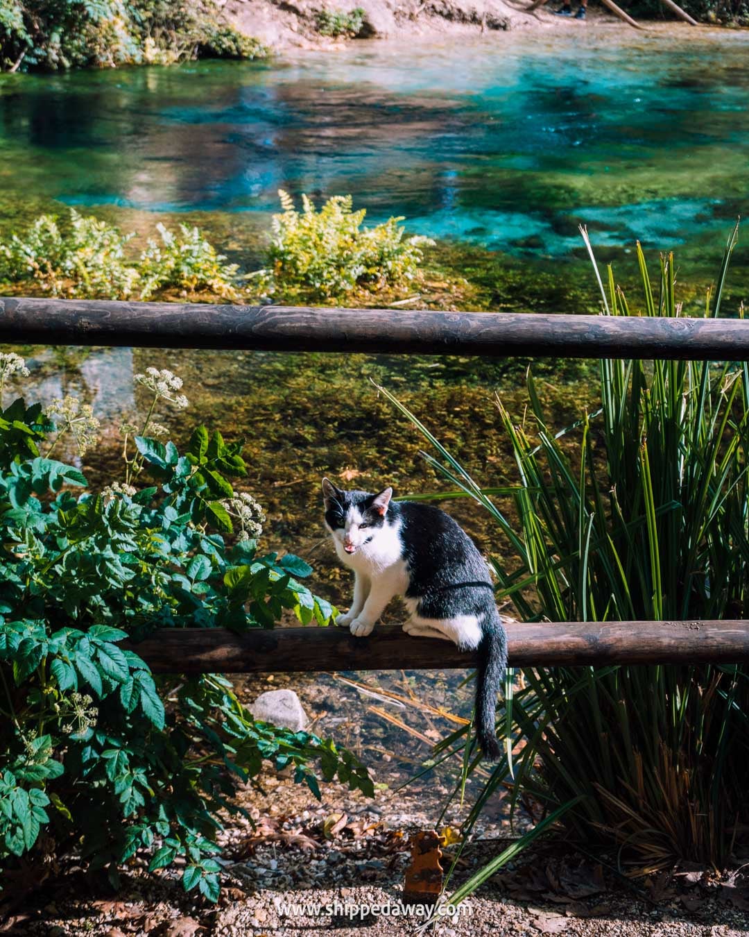 How to visit the Blue Eye of Albania - review of our visit to Albania's Blue Eye near Sarande - a cat at the clear water spring