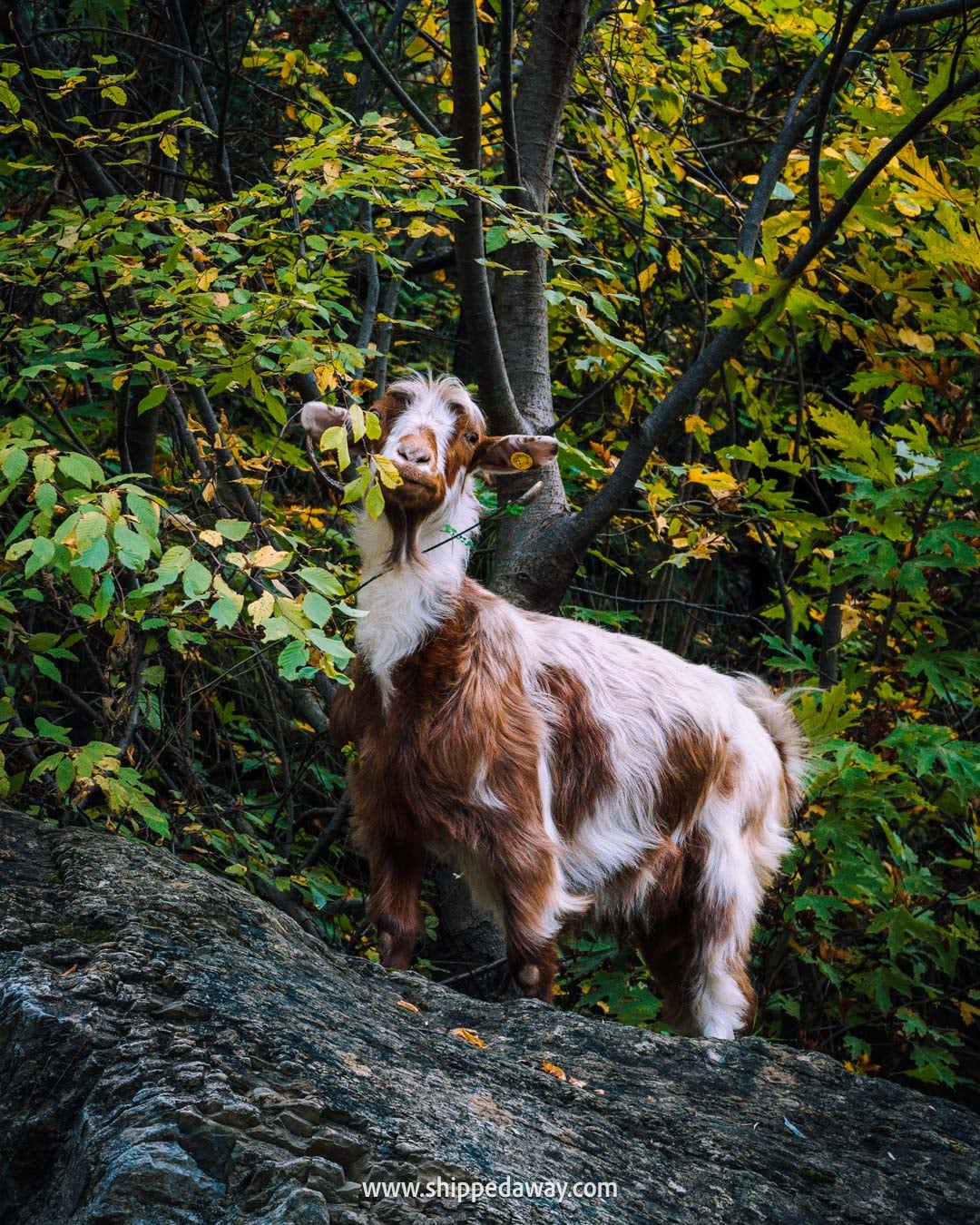 How to visit Bogova Waterfall near Berat & Osumi Canyon - goats at the waterfall