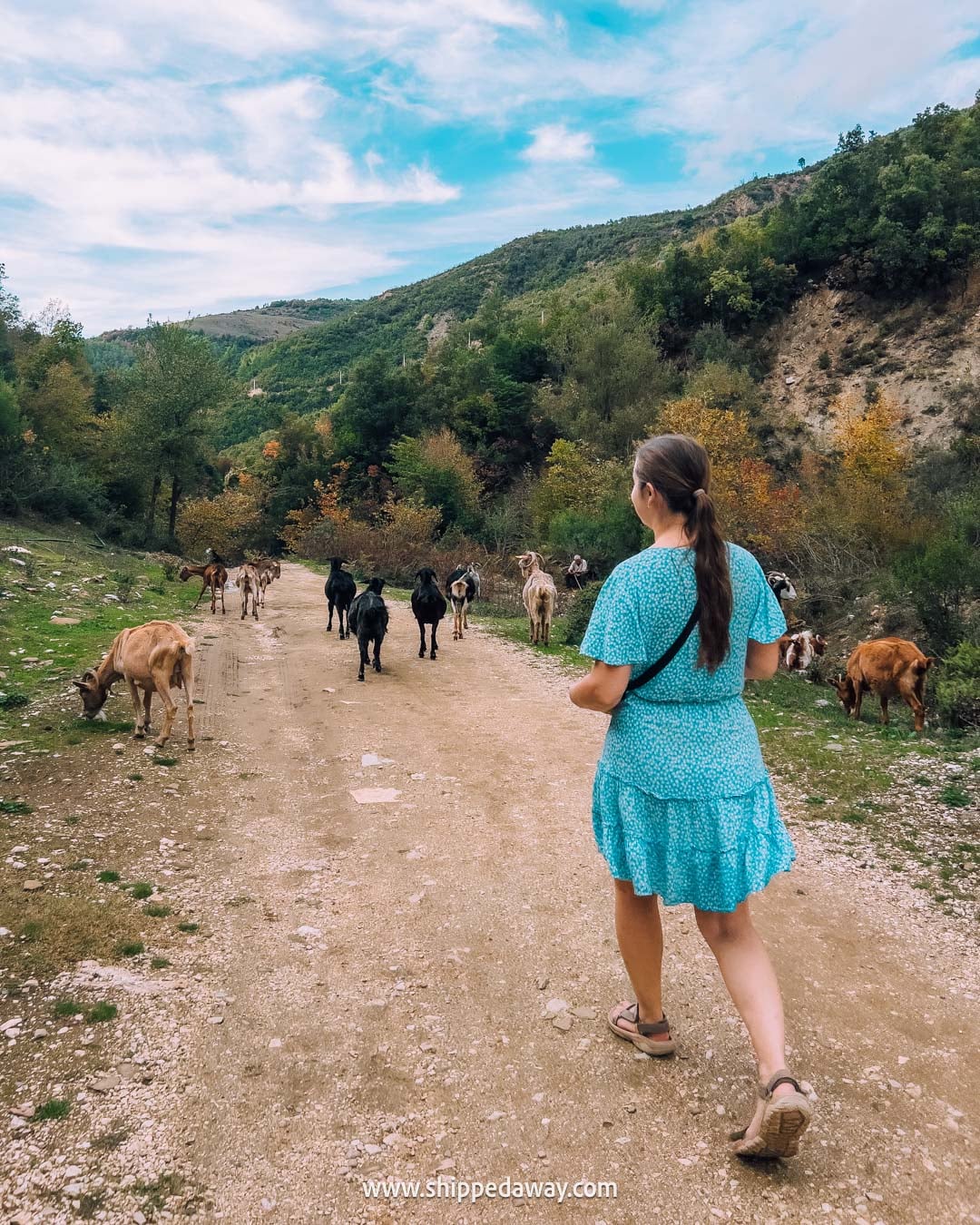 Two weeks in Albania - Albania Two Week Itinerary - Goats on a hike