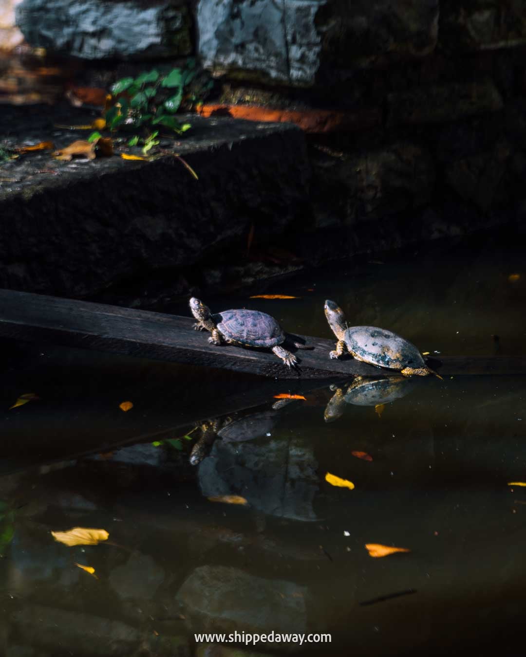 How to visit Butrint National Park - Is Butrint worth visiting - turtles, Butrint National Archaeological Park