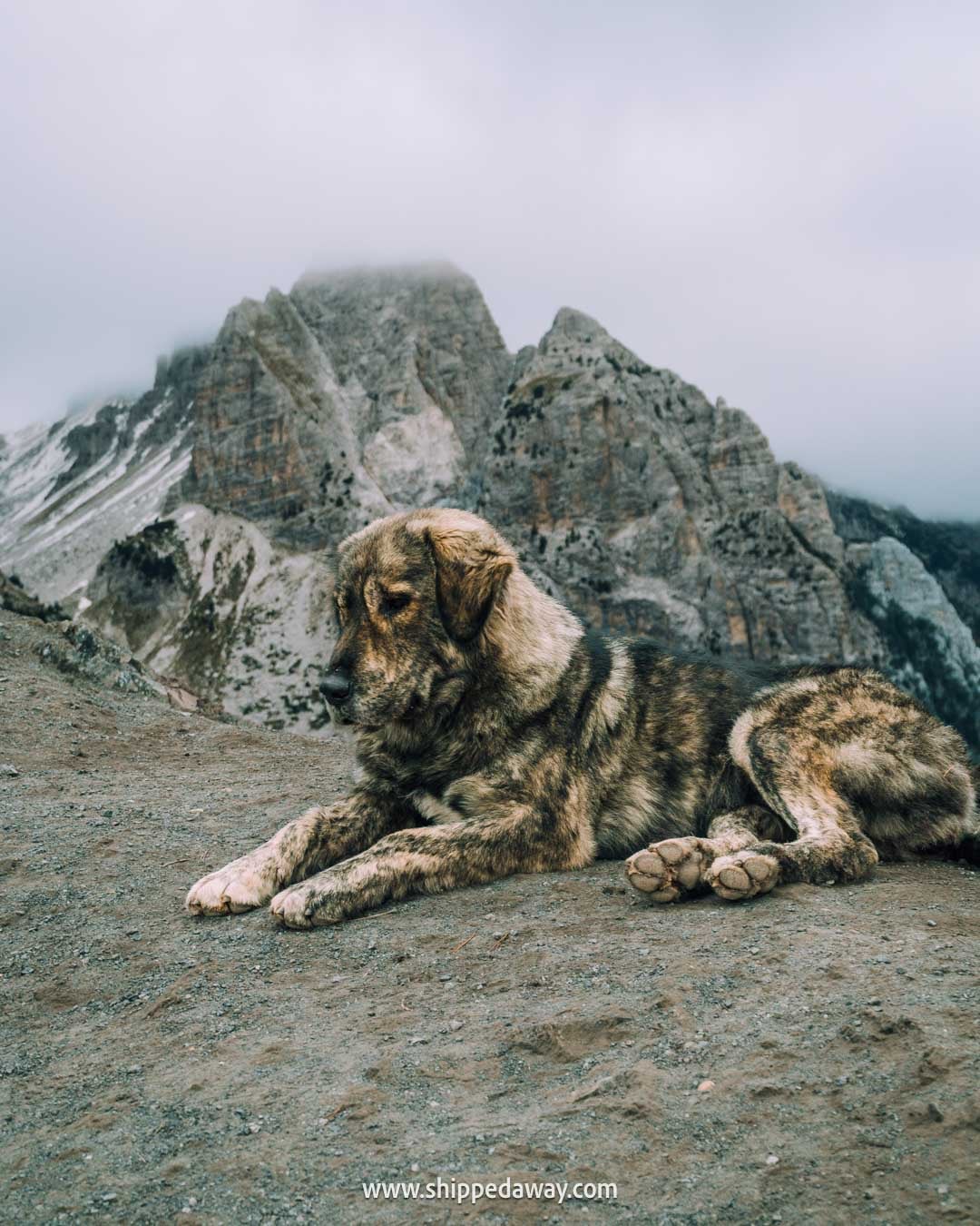 Things to do in Theth, Albania - how to visit Theth - guide to Theth in Albanian Alps - hiking from Theth to Valbona pass, dog on the trail