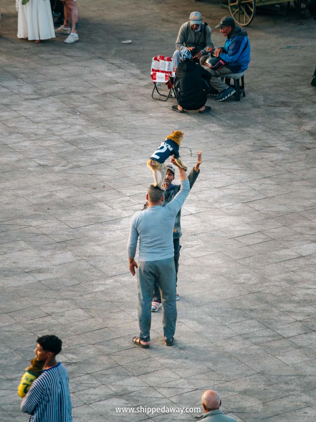Things to do in Marrakesh, Morocco - monkeys at Jemaa el-Fnaa square