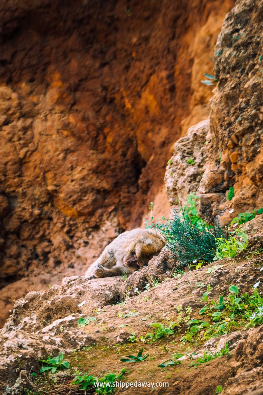 Guide to Ouzoud Waterfalls with tips from our two-night visit - monkey sleeping