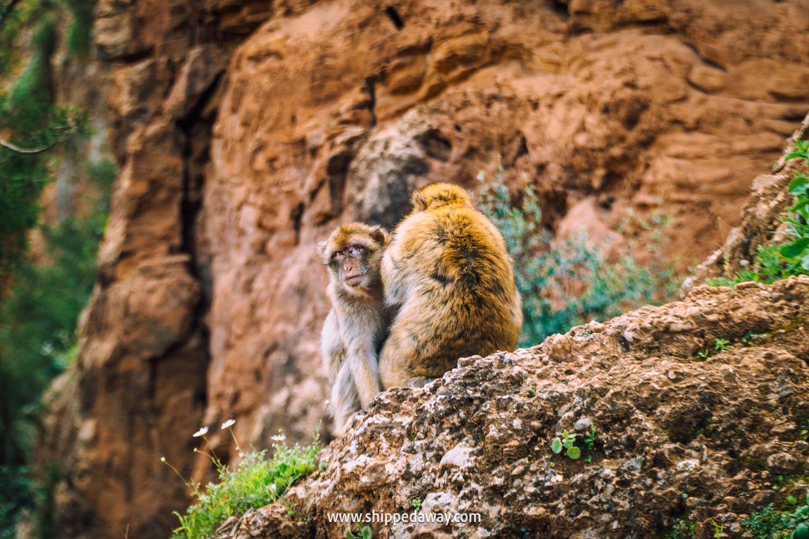 Guide to Ouzoud Waterfalls with tips from our two-night visit - two monkeys