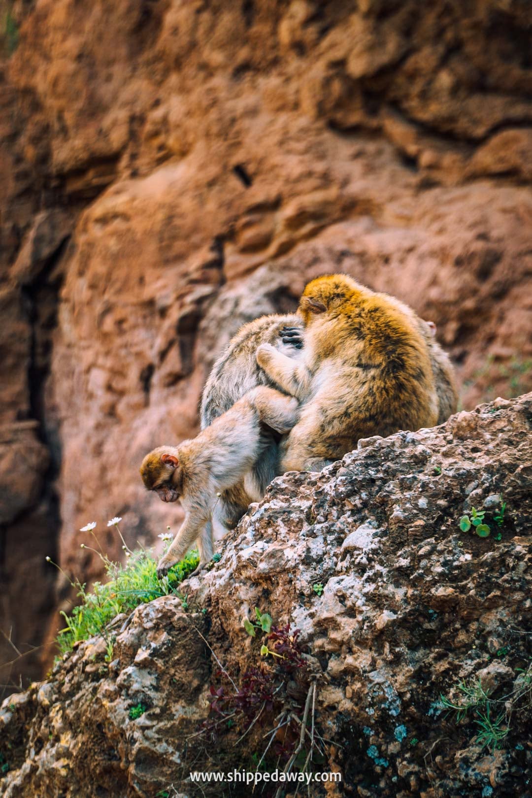 Guide to Ouzoud Waterfalls with tips from our two-night visit - group of monkeys