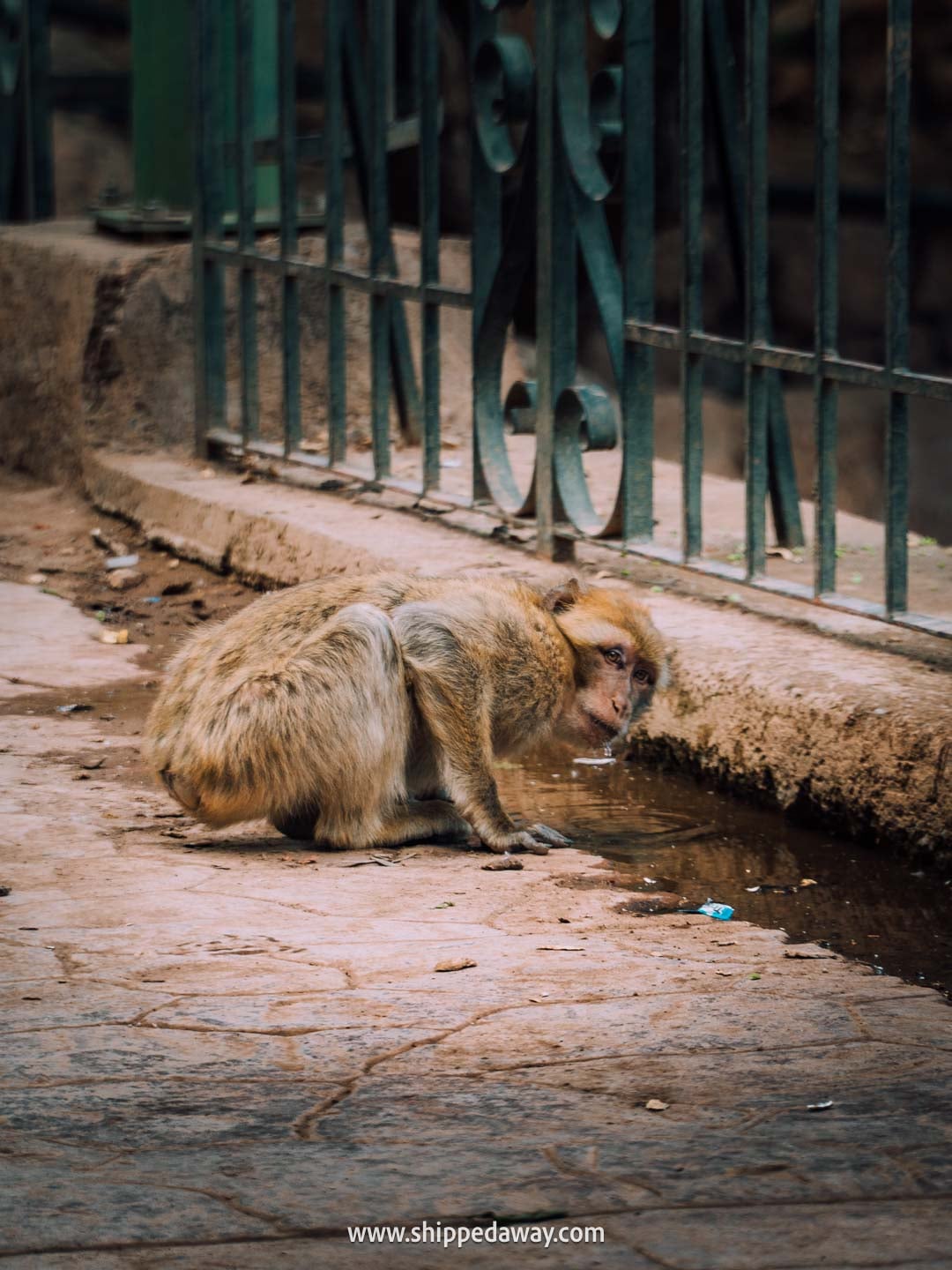 Guide to Ouzoud Waterfalls with tips from our two-night visit - monkey drinking water