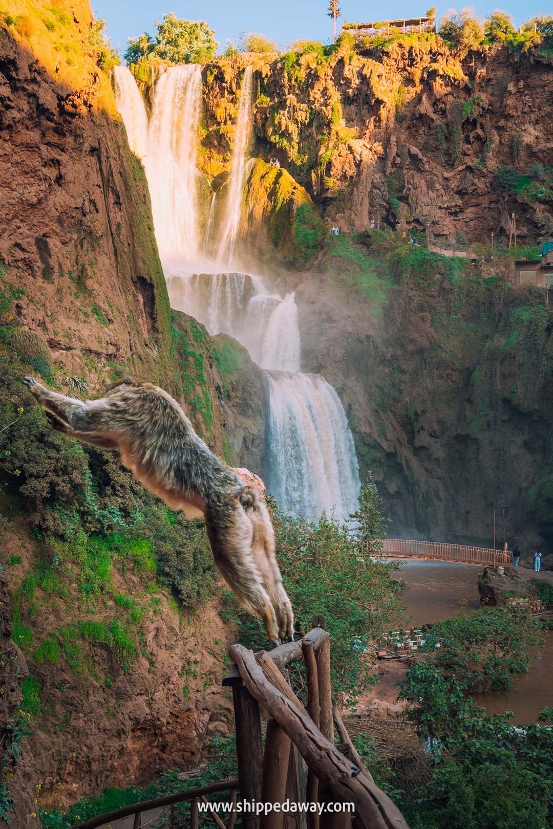Guide to Ouzoud Waterfalls with tips from our two-night visit - monkey jumping over the trail