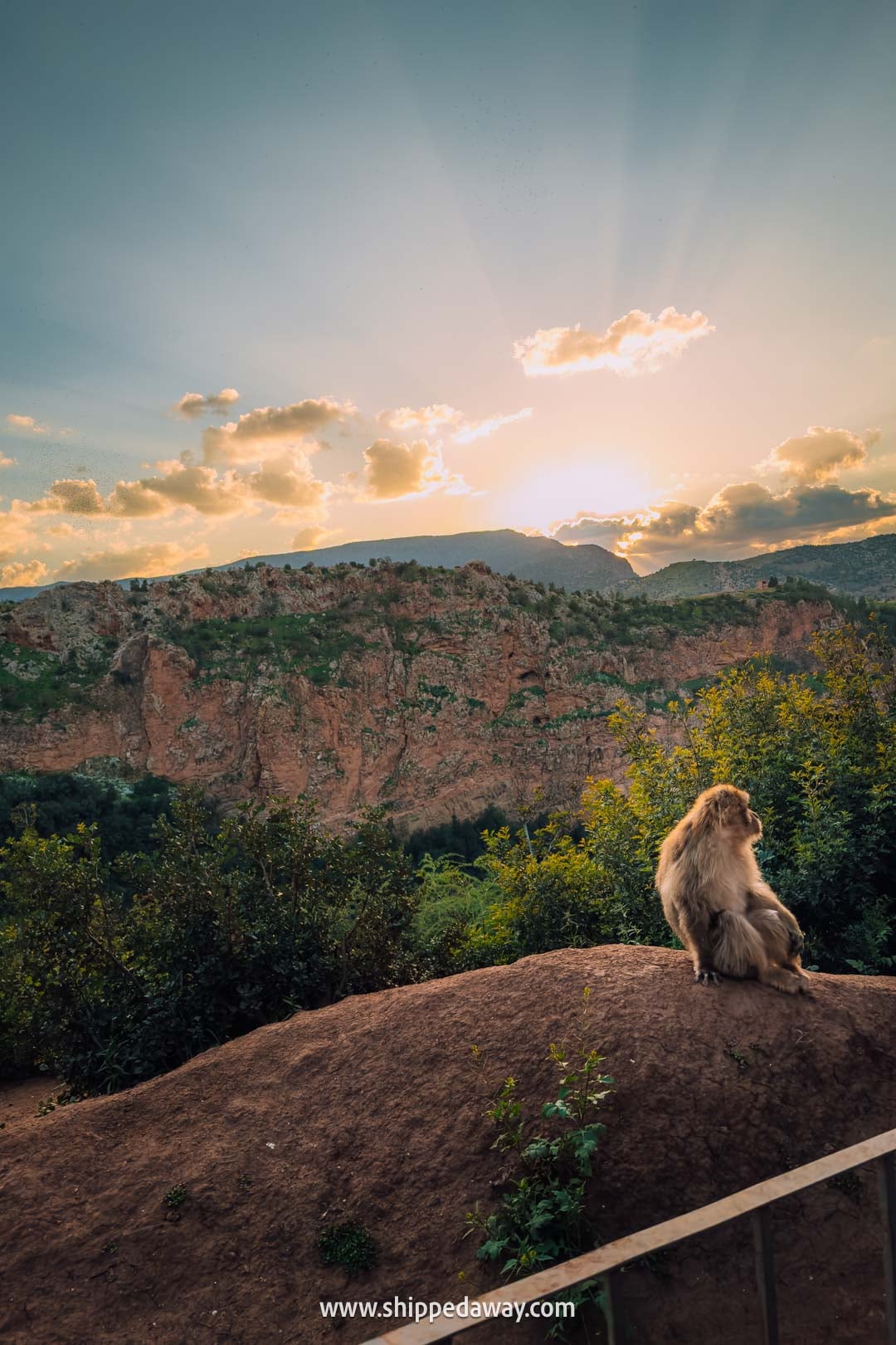 Guide to Ouzoud Waterfalls with tips from our two-night visit - monkey at sunset