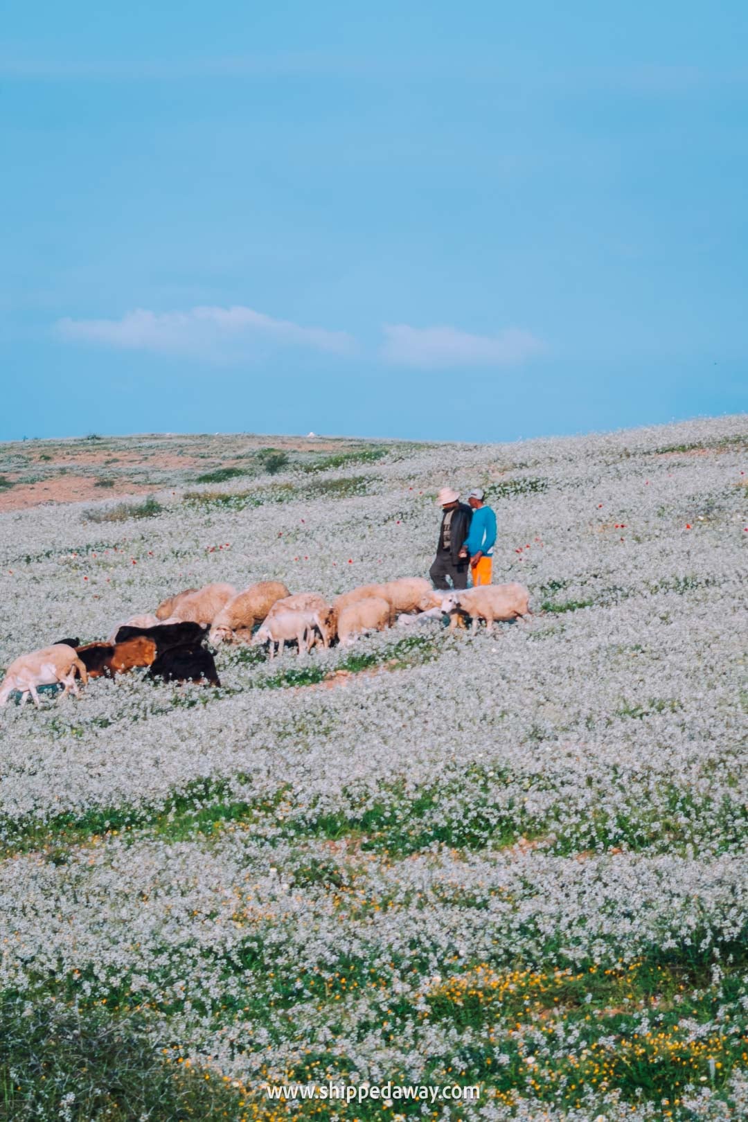 Road to Ouzoud Waterfalls from Marrakesh - sheep in flowers