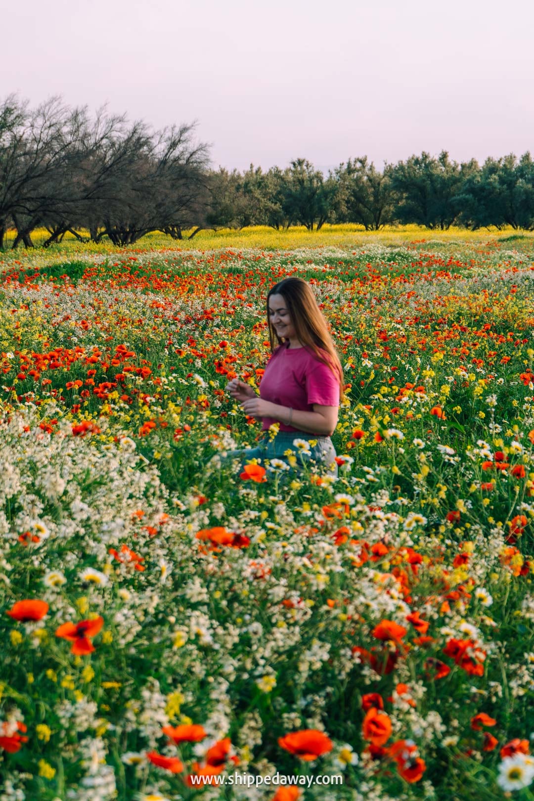 Road to Ouzoud Waterfalls from Marrakesh - poppy field