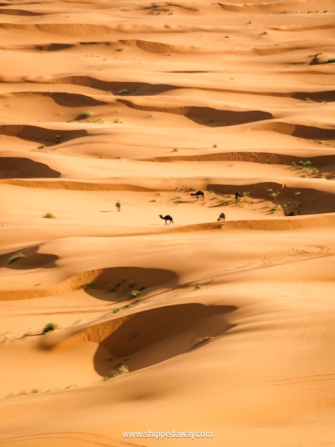 Camels in Merzouga sand dunes, Morocco's Desert