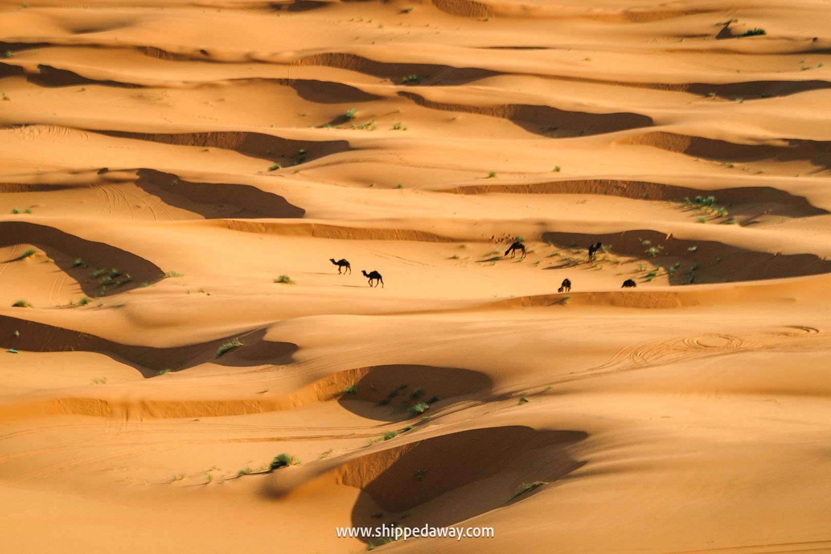 Camels in the sand dunes in Merzouga, Morocco's Desert