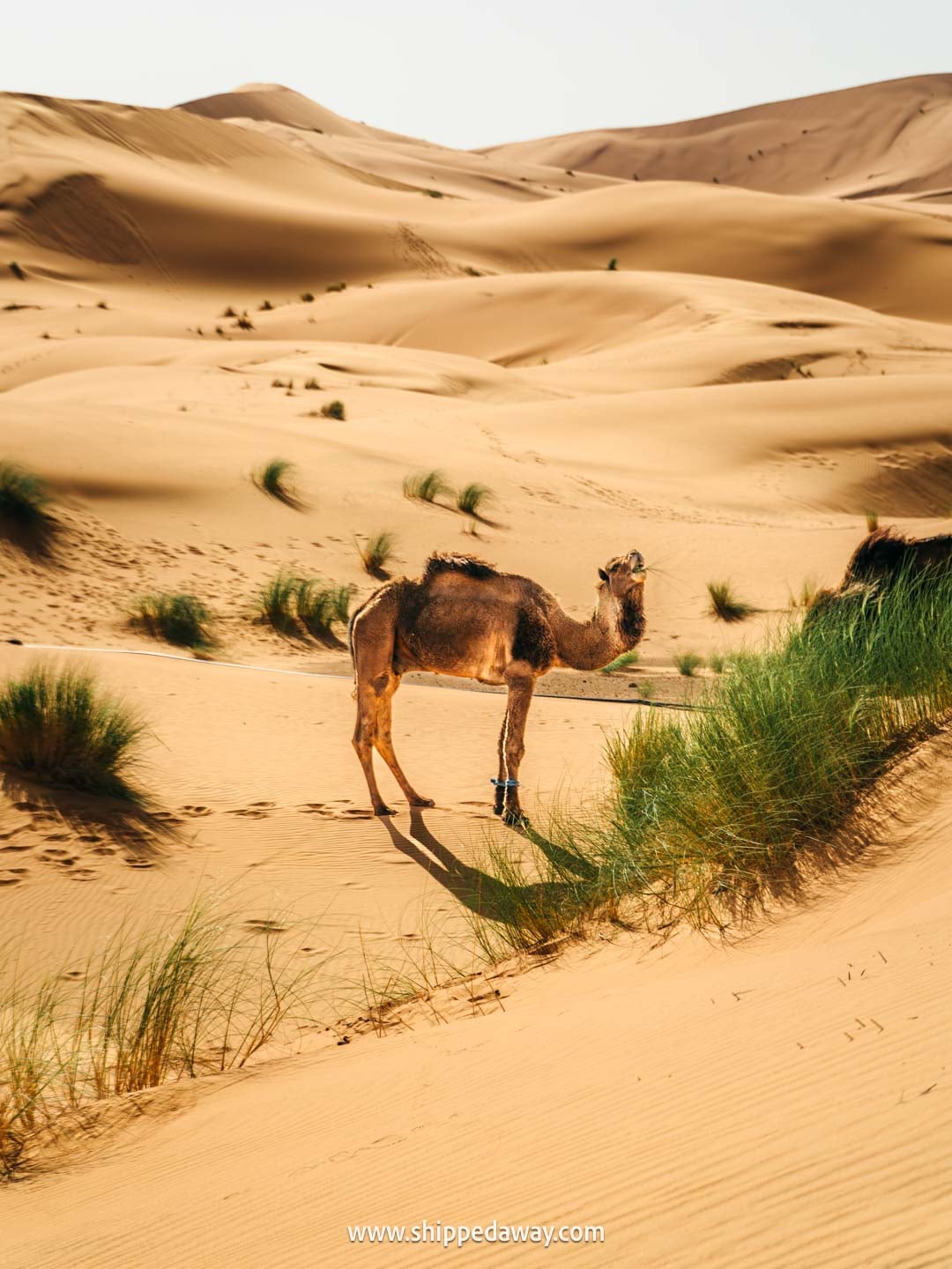 Our experience in a desert camp in Merzouga, Morocco - camel