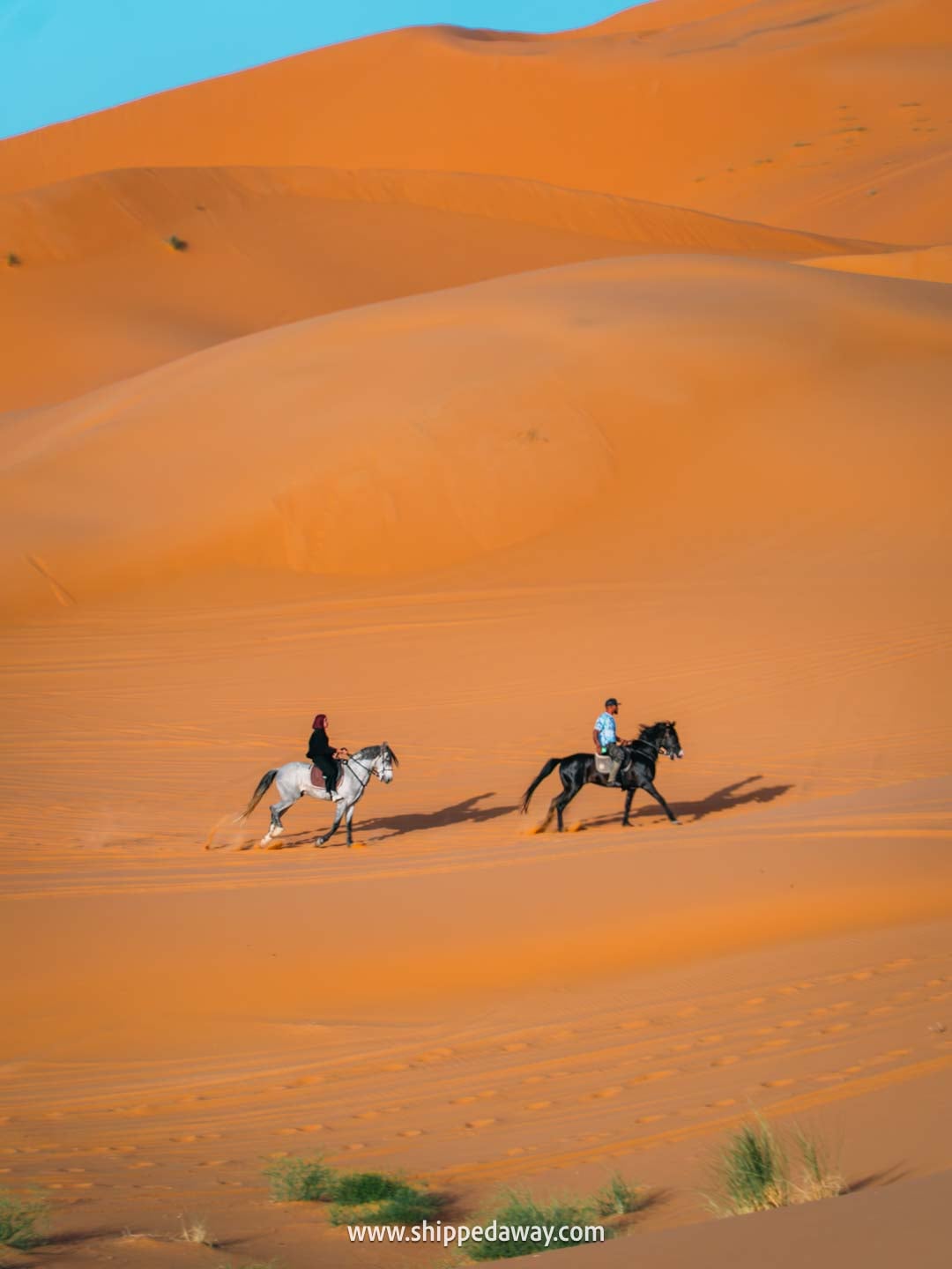 Horses in Merzouga sand dunes, Morocco's Desert