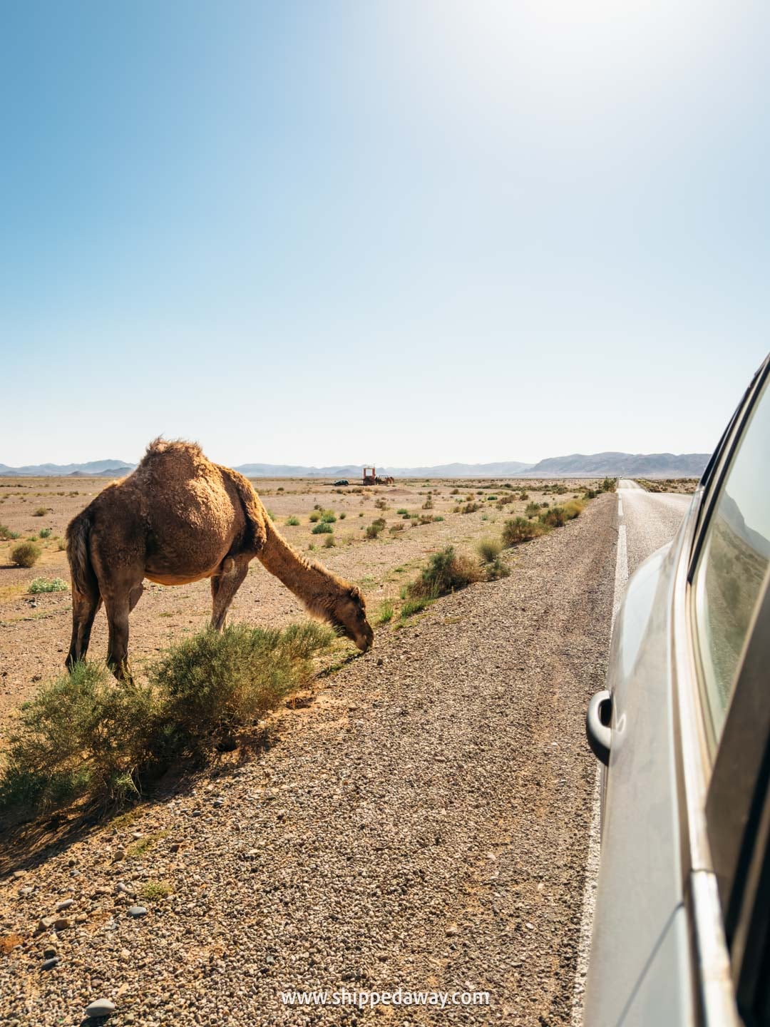 Our experience in a desert camp in Merzouga, Morocco - road with camels