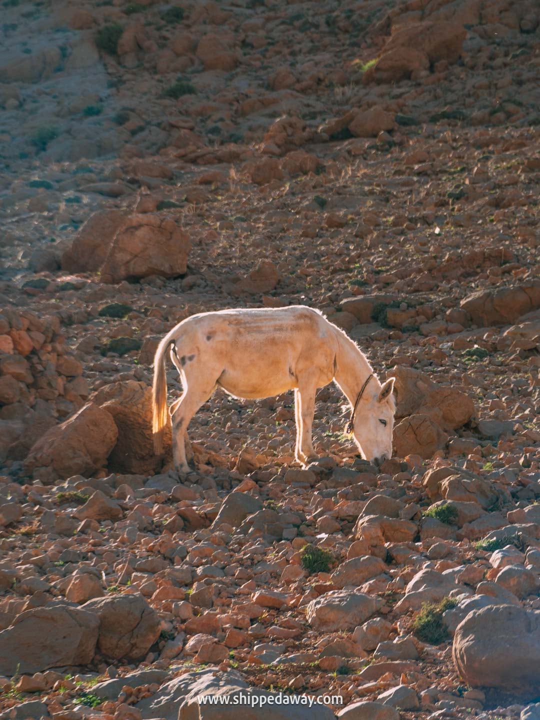 how to visit Todra Gorge and what to see there - white horse in a nomad camp on the Todra Gorge loop