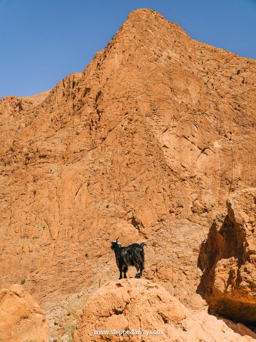 how to visit Todra Gorge and what to see there - goats on the Todra Gorge loop