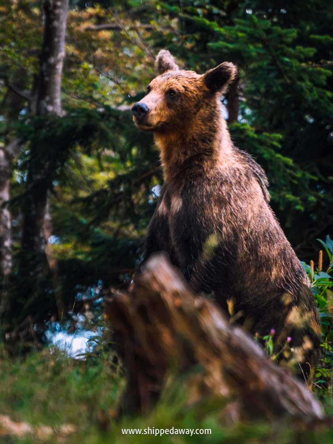 Bearwatching, one of the top things to do in Croatia