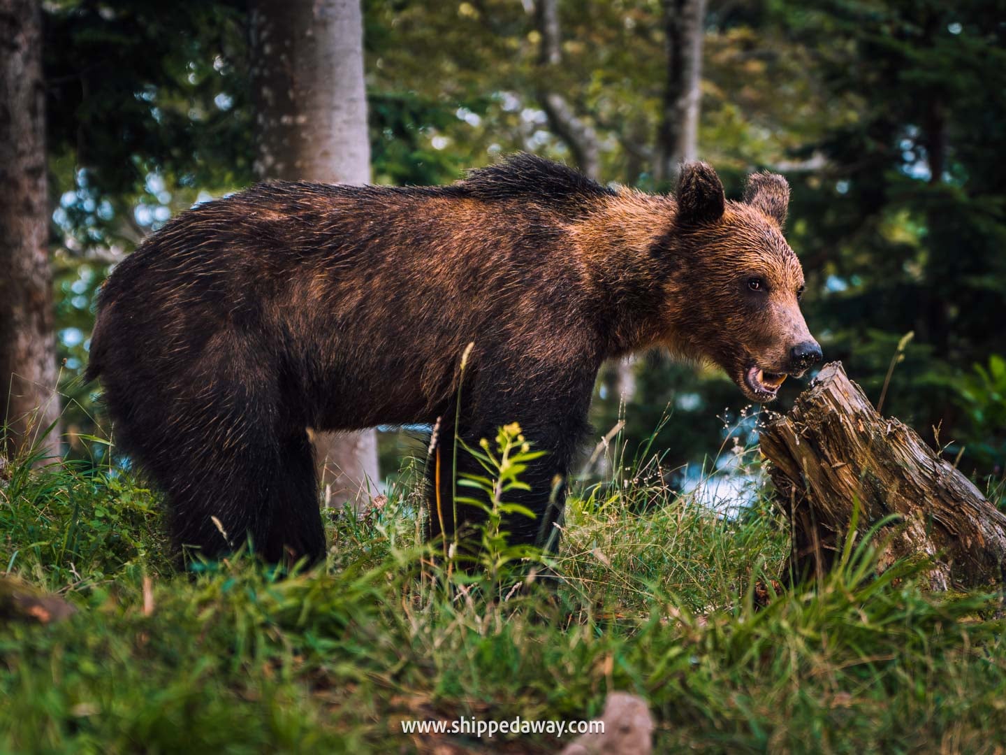 Bearwatching, one of the top things to do in Croatia