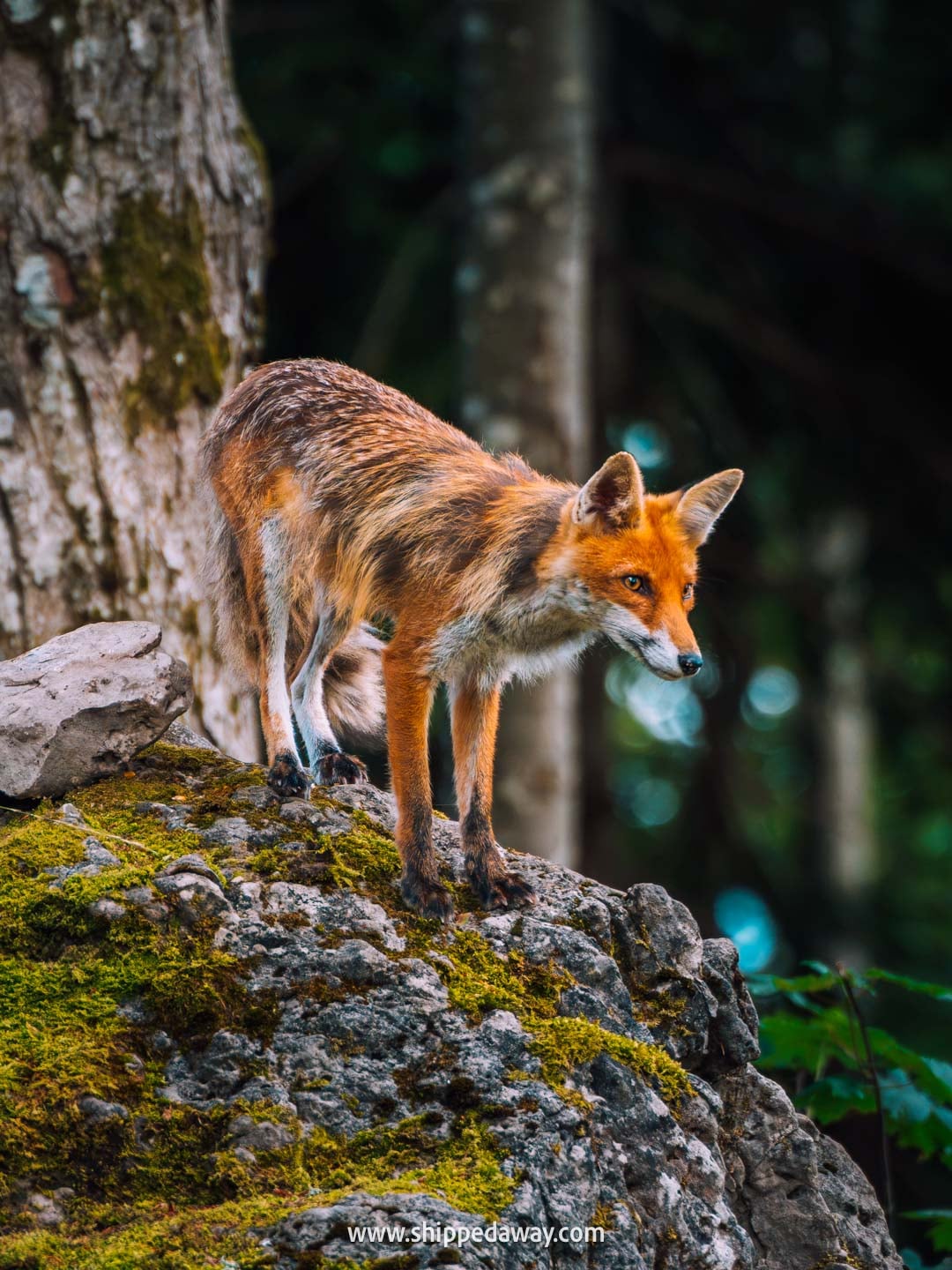 Bearwatching, one of the top things to do in Croatia