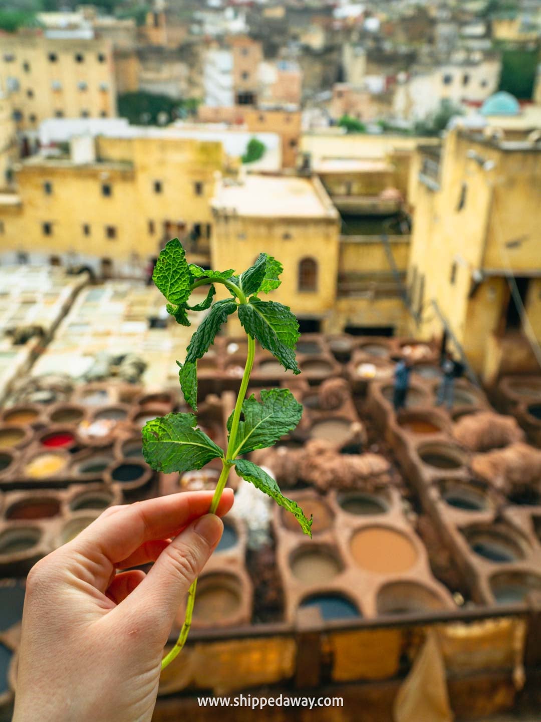 Our experience visiting Fes Tanneries - how to visit Chouara Tannery - mint leaves