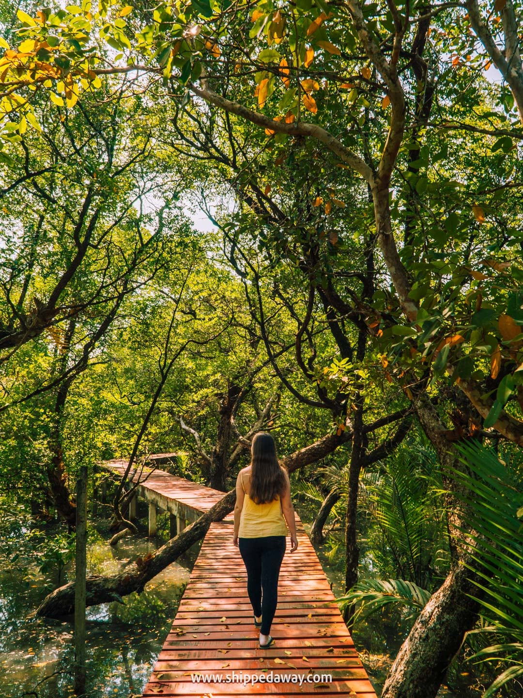 Trat Island Hopping - One week Trat itinerary - Walking Koh Chang's mangrove forest