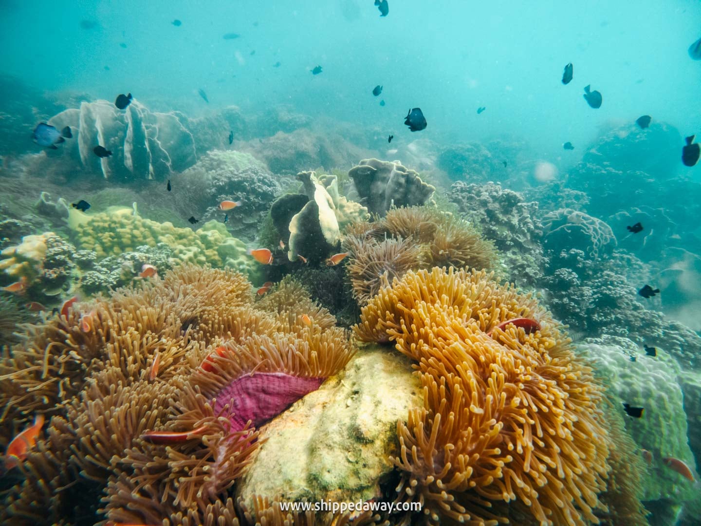 Which Trat Island Is Best? Snorkeling trip around the islands