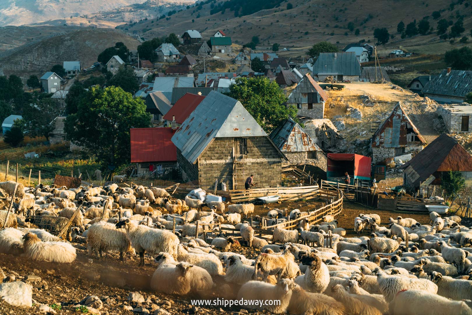 Two weeks in Bosnia and Herzegovina - 2-week Bosnia and Herzegovina itinerary - sheep in Lukomir, the highest inhabited village in the country