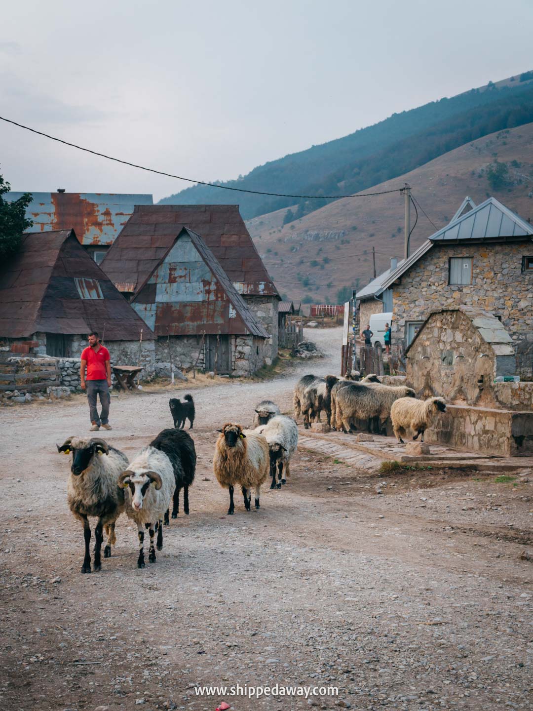 Two weeks in Bosnia and Herzegovina - 2-week Bosnia and Herzegovina itinerary - sheep in Lukomir, the highest inhabited village in the country