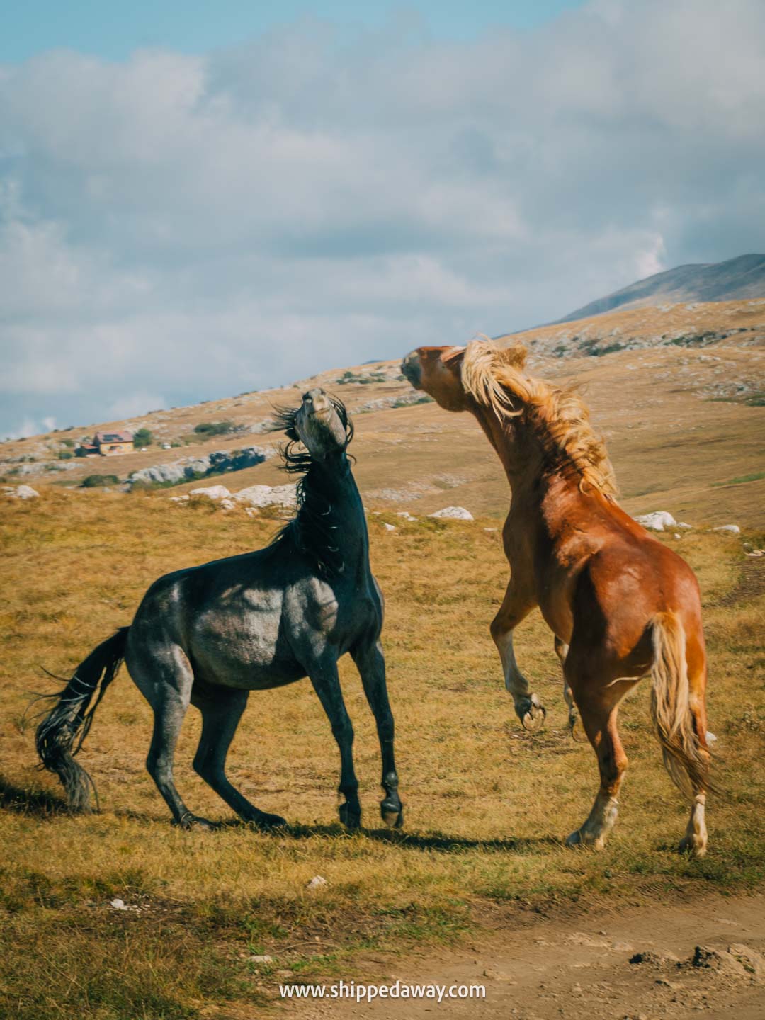 Two weeks in Bosnia and Herzegovina - 2-week Bosnia and Herzegovina itinerary - wild horses in Livno
