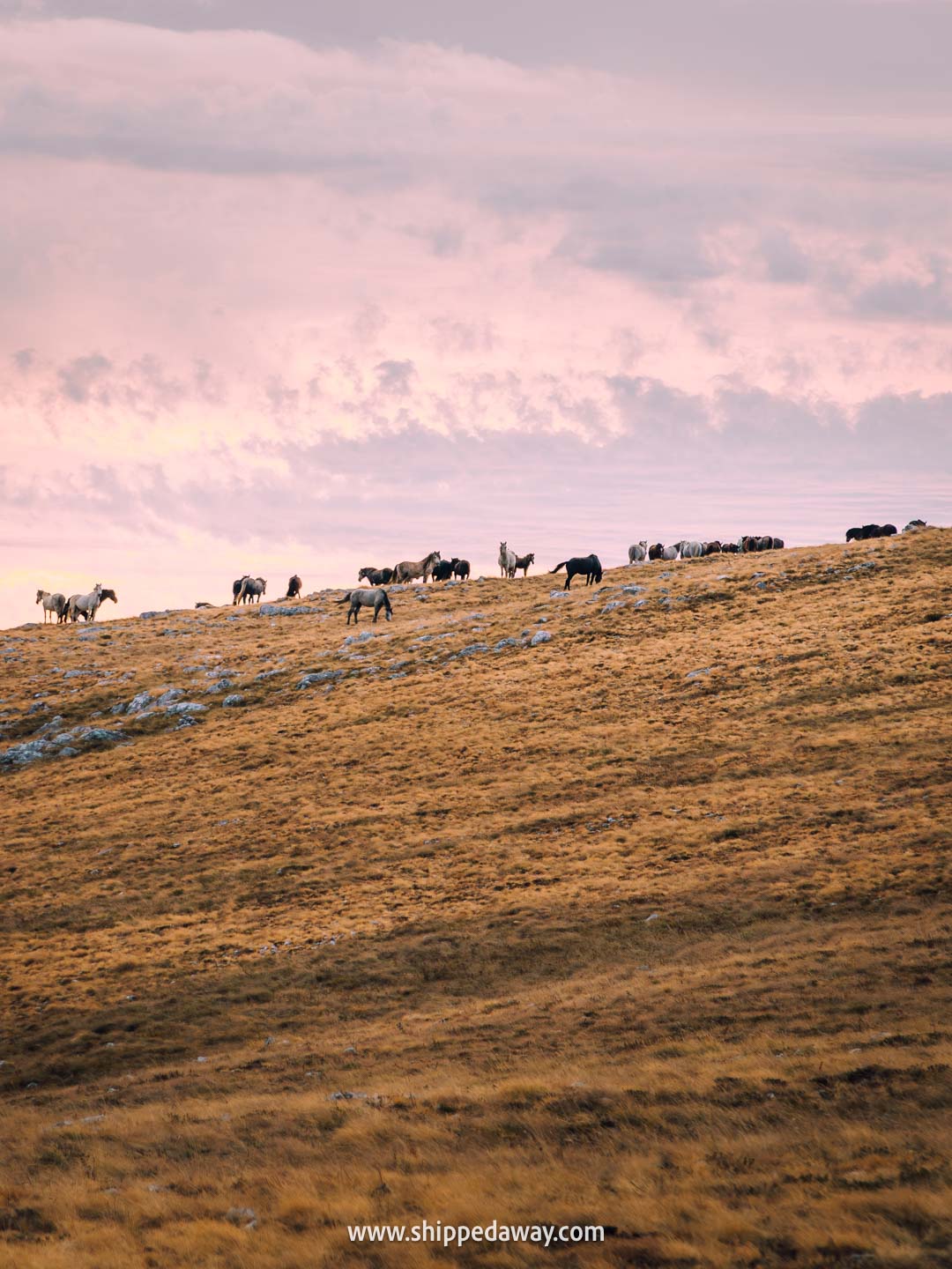 Two weeks in Bosnia and Herzegovina - 2-week Bosnia and Herzegovina itinerary - wild horses on a hill in Livno